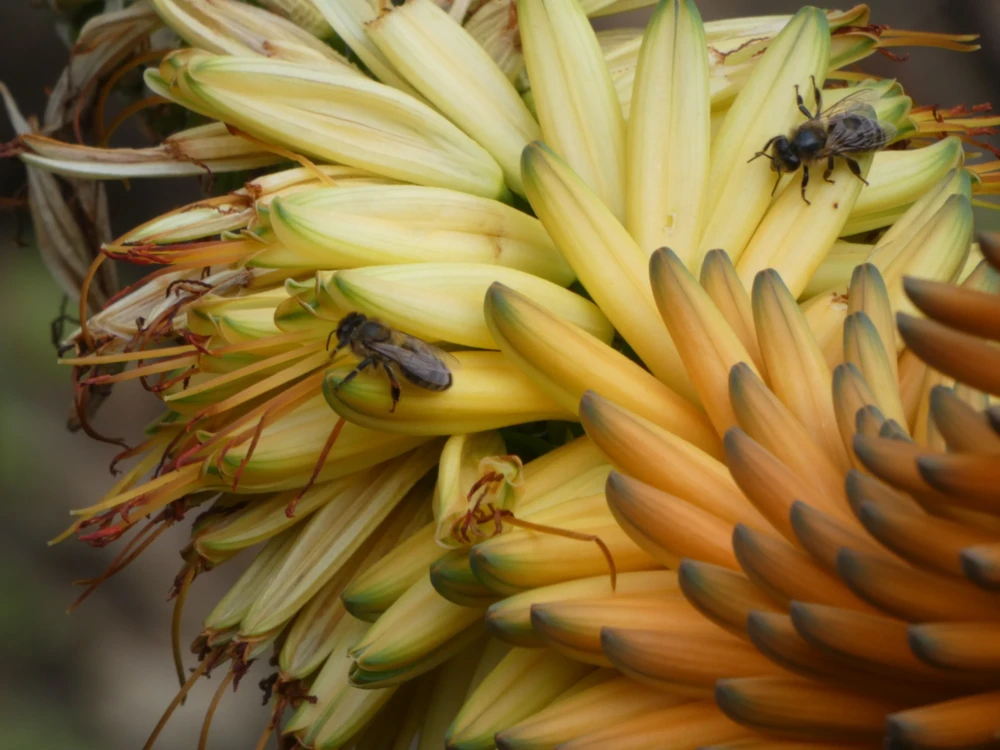 Abeille sur Aloe