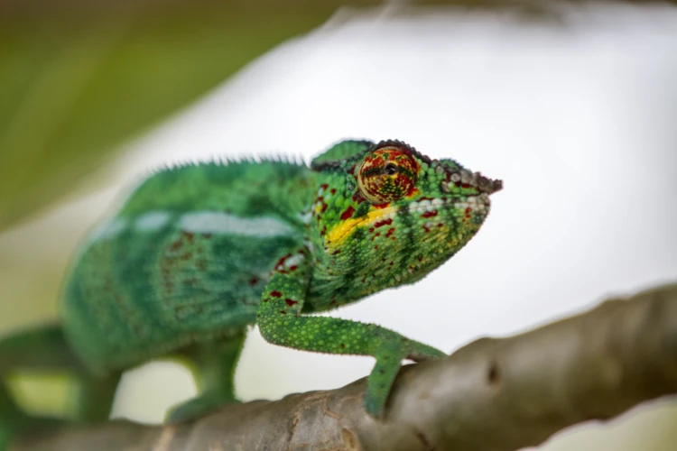 Caméléon mâle_BB